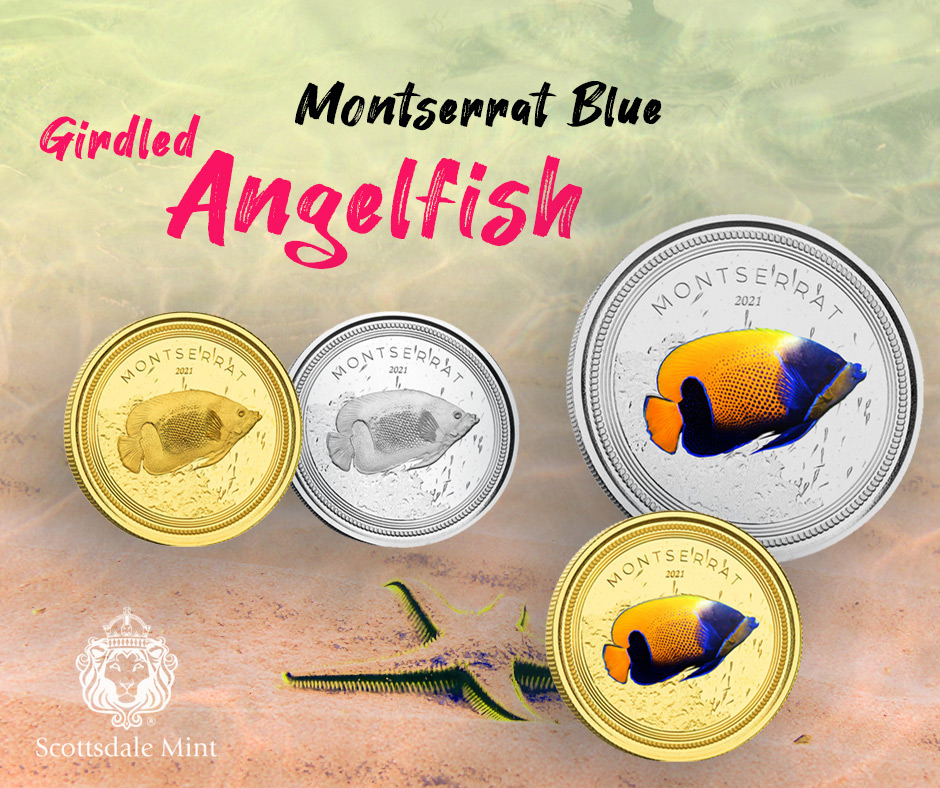 Montserrat Blue Girdled Angelfish