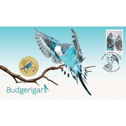 Budgerigar kolorowany Brąz Aluminiowy 2022