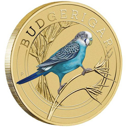 Budgerigar kolorowany Brąz Aluminiowy 2022