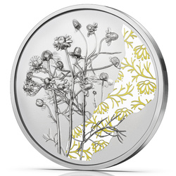 The Chamomile kolorowany 10 Euro Srebro 2023 Proof