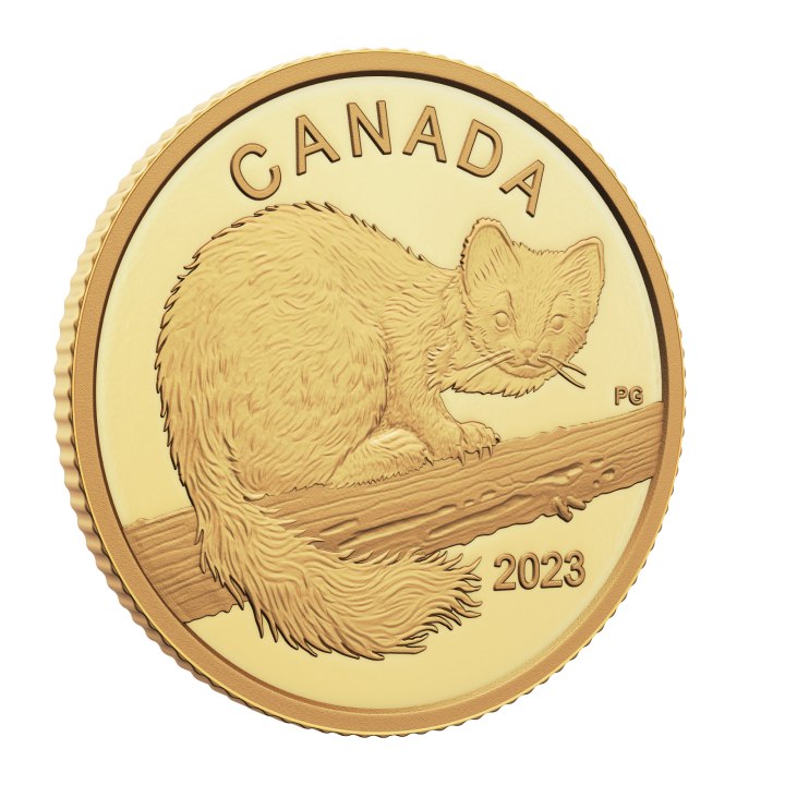 Canada: The Curious Marten $10 Złoto 2023 Proof 