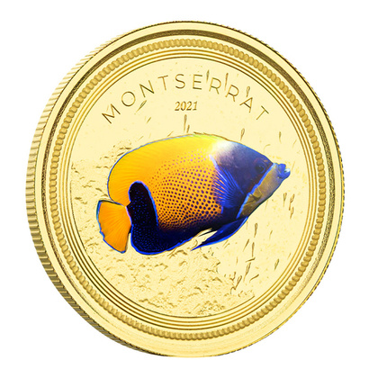 Montserrat Blue Girdled Angelfish kolorowany 1 uncja Złota 2021 Proof 
